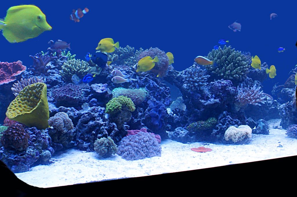 dettaglio dell'acquario preistorico ospitato in una delle sale del museo, abitato da pesci e coralli