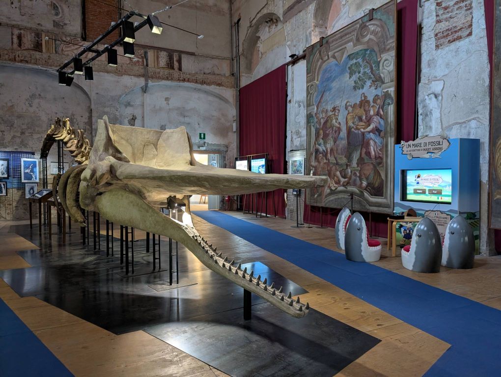 ricostruzione ossea del Megalodonte ritrovato nelle nostre colline
